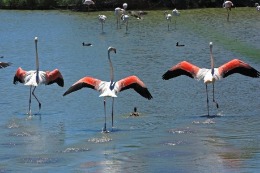 visite Camargue