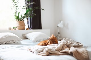 lit avec chat
