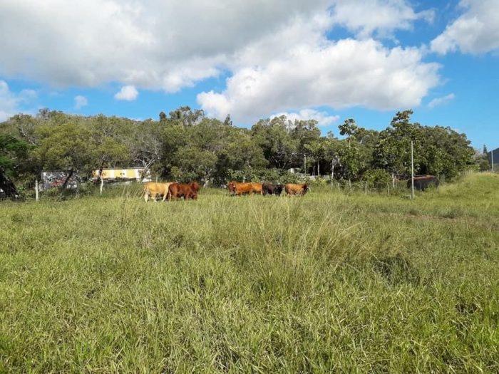 Terrain à vendre, 124 ha 72 a - Boulouparis 98812