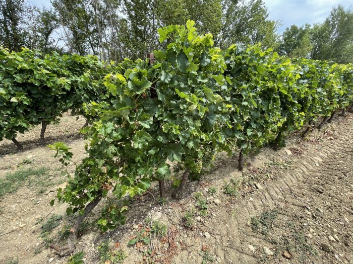 Terrain viticole à vendre, 34 ha - Alzonne 11170