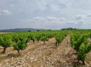  Property <b class='safer_land_value'>13 ha 92 a </b> Hérault 