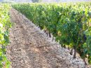  Property <b class='safer_land_value'>216 ha 19 a 02 ca</b> Aude 