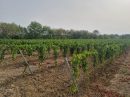  Property <b class='safer_land_value'>22 ha 14 a 70 ca</b> Aude 