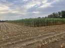  Property <b class='safer_land_value'>75 ha </b> Loire-Atlantique 