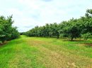  Property <b class='safer_land_value'>50 ha 96 a 55 ca</b> Tarn-et-Garonne 