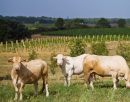  Property <b class='safer_land_value'>110 ha </b> Lot-et-Garonne 