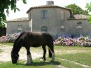  Property <b class='safer_land_value'>13 ha 32 a 13 ca</b> Charente-Maritime 