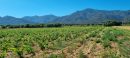  Property <b class='safer_land_value'>19 ha 01 a 25 ca</b> Pyrénées-Orientales 