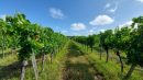  Property <b class='safer_land_value'>09 ha 55 a 63 ca</b> Gironde 