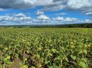  Property <b class='safer_land_value'>86 ha 90 a </b> Haute-Vienne 