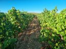  Property <b class='safer_land_value'>38 ha 54 a </b> Hérault 