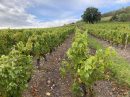  Property <b class='safer_land_value'>07 ha 30 a 77 ca</b> Rhône 