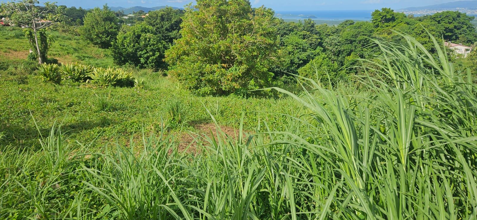 Vente Terrain SAINTE LUCE 97228 Martinique FRANCE