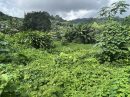 Paopao Moorea Terrain 0 m²  pièces 