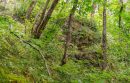 Terrain forêt à vendre à Pampelonne (81)