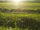  Propriété <b class='safer_land_value'>30 ha </b> Sarthe 