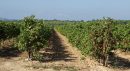  Propriété <b class='safer_land_value'>124 ha </b> Aude 