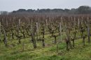  Propriété <b class='safer_land_value'>10 ha </b> Gironde 