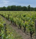  Propriété <b class='safer_land_value'>21 ha 96 a 83 ca</b> Loir-et-Cher 