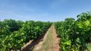  Propriété <b class='safer_land_value'>18 ha 06 a 79 ca</b> Gironde 