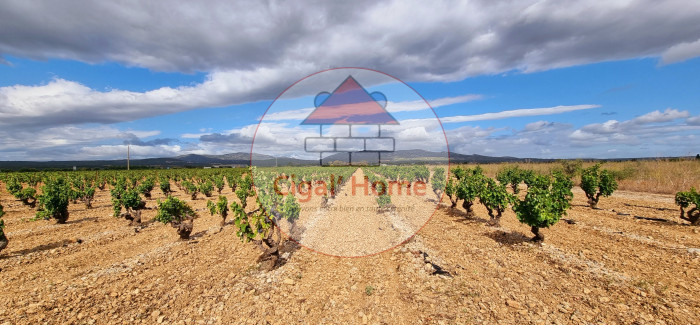 Terrain agricole à vendre, 5161 m² - Leucate 11370