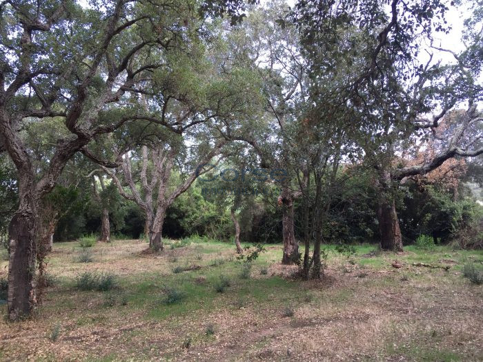 Terrain constructible à vendre, 39 a 20 ca - Porto-Vecchio 20137