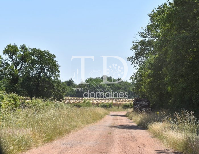 Photo Exceptionnelle propriété de 383 hectares (possible 443 ha) image 32/34