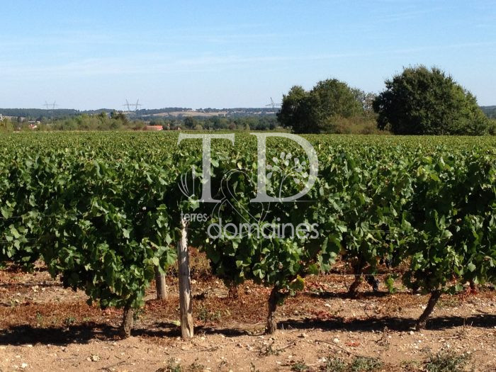 Photo Vignes en production AOC Chateaumeillant image 1/2