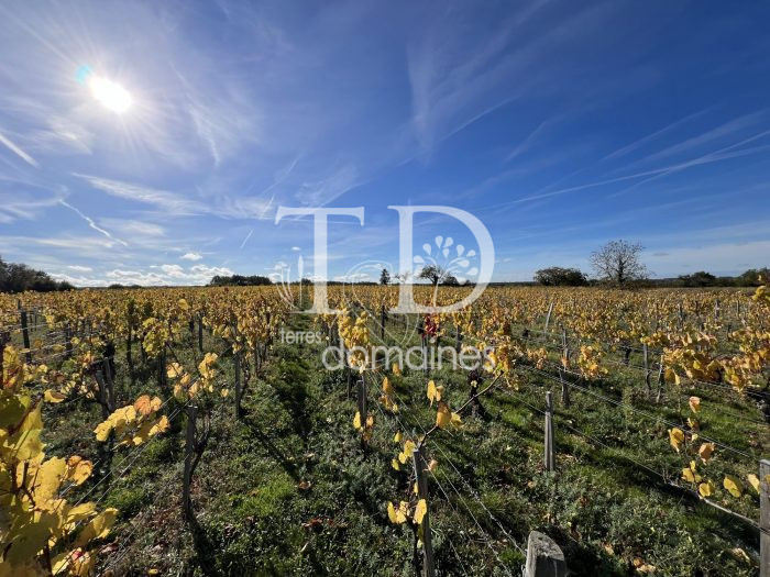 Parcelle de vignes en production en AOC