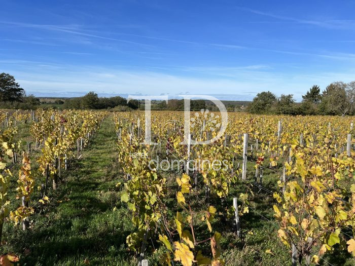 Pacrelle AOC, plantée en vigne de production