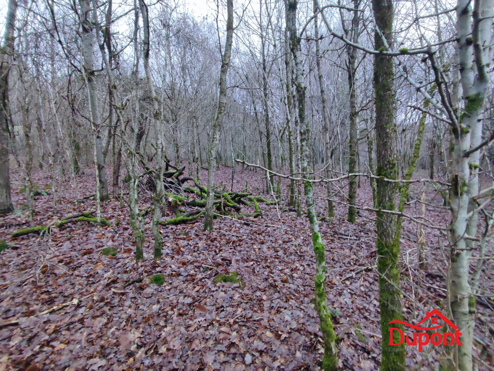 Vente Terrain BOGNY-SUR-MEUSE 08120 Ardennes FRANCE