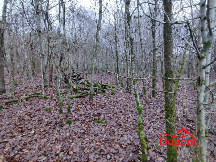 Forêt à vendre, 6405 m² - Bogny-sur-Meuse 08120