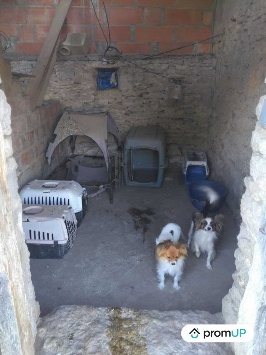 Photo Domaine pension canine et féline avec maison de 80 m2 à Saint-Cirq image 21/27