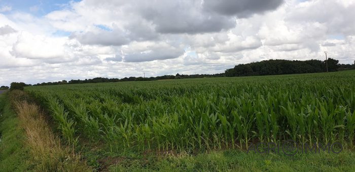 Agricultural land for sale, 130 ha - Loire-Atlantique